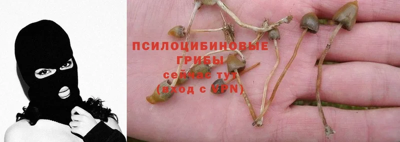 Псилоцибиновые грибы Psilocybine cubensis Бабаево