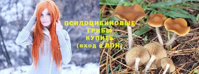 купить  цена  Бабаево  Псилоцибиновые грибы Psilocybe 